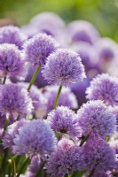 Allium schoenoprasum - chives