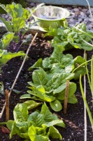 Lactuca sativa romana - Romaine lettuce with label.