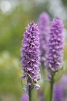 Dactylorhiza hybrid