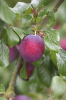 Prunus domestica, plum 'Edwards'