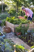 Woman harvesting broad leaved Petroselinum - Parsley.