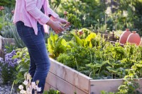 Woman harvesting broad leaved Petroselinum - Parsley.