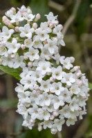 Viburnum x burkwoodii 'Mohawk'