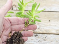 Rooted softwood cutting dilosperma