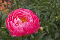 Paeonia 'Cytherea' - Peony - May