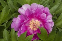 Paeonia 'Pink Ardour' - Itoh Peony - May