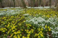 Galanthus - Snowdrops and Eranthis - Winter Aconites naturalised in woodland at Walsingham Abbey Norfolk Mid March