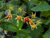 Solanum sisymbriifolium  berries  November 