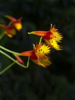 Tropaeolum peregrinum Canary Creeper Vine or Canary Bird Vine  