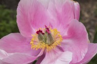 Hybrid Paeonia - Peony created by hybridizer Francois-Leo Tremblay in Quebec - May