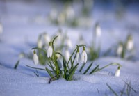 Galanthus nivalis, Snowdrops in snow in February, Winter