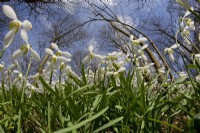 Galanthus nivalis, Snowdrops Walsingham Abbey Norfolk late February
