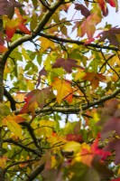 Liquidamber styraciflua 'Lane Roberts' - November.