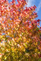 Liquidambar styraciflua 'Lane Roberts' - October.