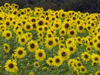 Sunflowers Helianthus annuus August Norfolk