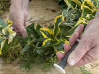 Attach sprays of foliage to moss ring in Christmas wreath construction