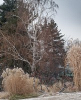 Dried ornamental grasses line a frost covered pathway, with birch tree and sumac