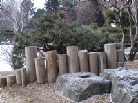 Japanese garden vignette in winter featuring dwarf pine, boulders and wooden poles