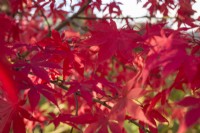 Acer palmatum 'Osakazuki' - syn. 'Taihai' - November.