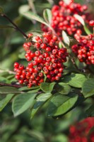 Cotoneaster lacteus - November.