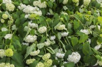 Hydrangea paniculata 'Limelight' hanging downward from the weight of raindrops - June