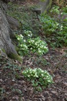 Primula vulgaris, wild primrose, growing through oak leaf litter at foot of tree in woodland garden