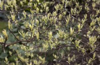 Cornus alternifolia 'Argentea', spring shoots