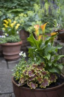 Decorative pot with Sanvitalia, zonal pelargonium and a large orange flowered Zantedeschia as the central interest