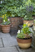 Recently planted pots on patio with mix of summer plants