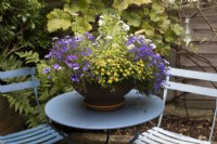 Summer bedding plants used to make a display in a shallow terracotta pot, with Sanvitalia, trailing Petunias and trailing Lobelia