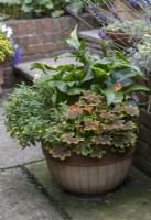 Summer planted pot with Sanvitalia, zonal Pelargonium and Zantedeschia
