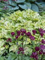 Astrantia major 'Ruby Wedding' in front of Persicaria virginiana 'Painter's Palette' in shade combination. Backed by Hosta 'Blue Angel'
