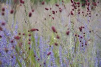Perovskia 'Purple Spire' and Sanguisorba officinalis 'Red Thunder' in a late summer border