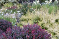 Drought tolerant bed featuring Gaura lindheimeri 'Whirling Butterflies' behind Lonicer nitida 'Twiggy' and Berberis thunbergii f. atropurpurea 'Concorde'.