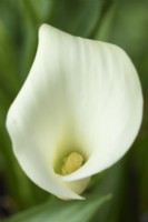 Zantedeschia  'Swan Lake'  Arum lily  June
