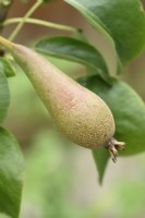 Pyrus communis  'Conference'  Pear Immature fruit  June
