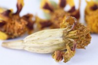 Tagetes patula  'Naughty Marietta'  French marigold  Dead flowers collected for seeds  September