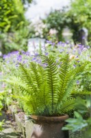 Dryopteris fern in old terracotta container - June