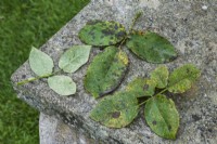 Rose diseases - Rust and blackspot