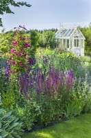 Clematis 'Madame Julia Correvon' trained over wirework obelisk in herbaceous border. Wooden greenhouse in background. June