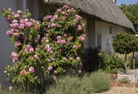 Thatched cottage with Rose Madame Gregoire Staechelin, modern climbing rose, with Lavandula planted beneath