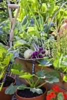 Pot growing courgette, swiss chard and nasturtium, harvested kohlrabi 'Vienna' and radish 'Viola'.