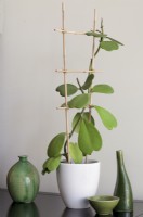 Hoya kerrii trained onto support made from home grown bamboo canes - Sweetheart Plant or Valentine Hoya