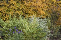 Autumn garden border with Aconitum carmichaelii 'Arendsii',  Cornus 'Midwinter Fire', Cornus Alba 'Elegantissima' and Hydrangea anomala subsp petiolaris - October