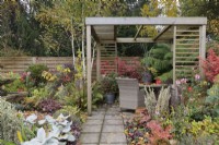 Autumn garden with wicker table and chairs under wooden pergola with Betula utilis var 'Jacquemontii', Dicksonia antarctica and Senecio candidans 'Angel Wings'- October