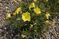 Oenothera macrocarpa, planted through gravel mulch