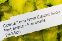 Solenostemon - Coleus 'Terra Nova Electric Slide' plant tag - June