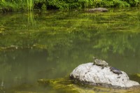 Chrysemys picta - Eastern Painted Turtles basking on rock in a pond with overgrown Chlorophyta Green Algae, Centre-de-la-Nature, Laval, Quebec, Canada - June