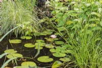 Eleocharis palustris - Spike Rush, pink Nymphaea - Waterlilly in pond in front yard garden in summer, Quebec, Canada - July