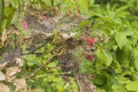 Moth nest on branches of Rosa - Rose bush, Quebec, Canada - July